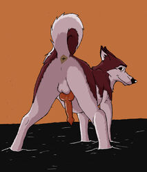 animal_genitalia anus ass backsack balls balto_(film) brown_background canine canine_penis feral fur headbangerwolf hi_res knot kodi looking_at_viewer looking_back male male_only mammal nude orange_background penis perineum rear_view red_fur simple_background smile solo white_fur wolf