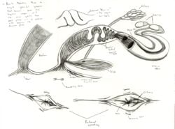 adleisio anatomical_study anatomy annular_folds cetacean clitoris dolphin female mammal marine monochrome orca ovaries pencil_(artwork) pussy spreading traditional_media_(artwork) uterus whale