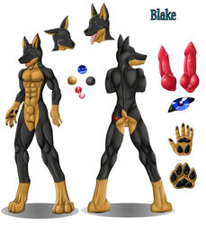 1boy 2015 abs absurd_res animal_genitalia anthro anus ass balls biceps blake blue_eyes canine canine_penis cropped_ears doberman english_text erection hi_res howlfeiwolf knot looking_at_viewer male male_only mammal model_sheet muscular nipples nude open_mouth pads pawpads paws pecs penis saliva sheath simple_background smile solo tail tattoo teeth text toes tongue tongue_out