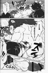 anthro biceps big_muscles bulge censored chest_tuft clothing comic cum duo feline fur giraffe_(artist) japanese_text lam-chan lion lion-san male male_only mammal muscular muscular_male nipples text tiger tuft underwear