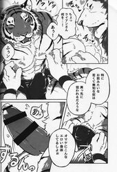 anthro biceps big_muscles bulge censored chest_tuft clothing comic duo feline fur giraffe_(artist) japanese_text lam-chan lion lion-san male male_only mammal muscular muscular_male nipples penis text tiger tuft underwear