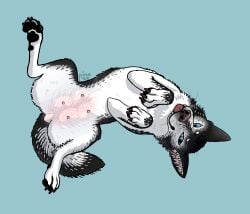 absurd_res animal_genitalia animal_vulva belly blep canid canine canine_genitalia canine_vulva canine_vulva_from_the_front canis digital_media_(artwork) domestic_dog female feral genitals hi_res husky looking_at_viewer lying mammal neck_tuft nipples nordic_sled_dog nude on_back pawpads paws pine_(lupinecone) pink_belly pink_nipples solo spitz spread_legs spreading teats tongue tongue_out tuft vulva whiskers
