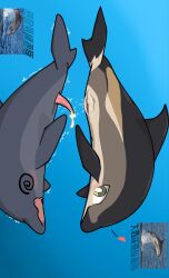 1145_(artist) animal_genitalia animal_penis aquatic bottlenose_dolphin cetacean chinese_text clitoral_winking clitoris dolphin duo ejaculation fainting female feral feral_on_feral genitals hi_res lagenorhynchus_acutus male male/female mammal oceanic_dolphin penis sex shaking text toony toothed_whale unconscious underwater underwater_sex underwater_view vulva water