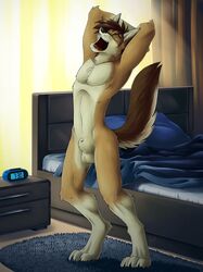 1boy 4_toes ango76 animal_genitalia anthro balls bed bedroom black_nose brown_fur brown_hair canine closed_eyes coyote digitigrade fully_sheathed fur hair inside male male_only mammal nude open_mouth pillow sheath solo standing stretching toes white_fur yawn