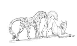 anatomically_correct anus balls canine cheetah duo ebonytigress feline feral greyscale interspecies male mammal monochrome pencil penis presenting submissive yaoi