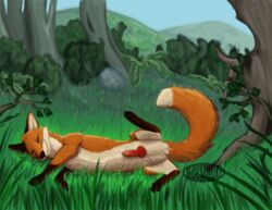 canine feral forest fox grass implied male_only mammal penis regsmutt smile tree