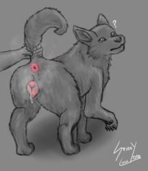 animal_genitalia animal_vulva anus ass bodily_fluids butt_grab canid canine canine_genitalia canine_vulva canis confusion digitigrade domestic_dog dripping_vulva dripping_wet female feral genital_fluids genitals hand_on_butt hi_res human human_on_feral interspecies mammal musk musk_cloud musky_anus musky_vulva pawpads paws pink_anus precum presenting quadruped question_mark raised_tail rear_view stinkycoyote tail tail_grab vulva zoophilia