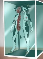 absurd_res anthro areola bisected bovid bovine breasts cattle corpse death digital_media_(artwork) feet female female_death fingers frostbite80 fur genitals gore guts hair hi_res horn internal intestines mammal nipples nude on_display open_mouth organs preserved_specimen snuff solo stomach tail teeth tongue uterus