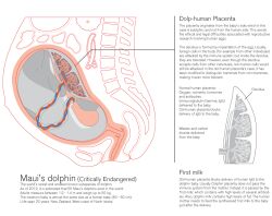 ai_hasegawa ambiguous_gender anatomy cetacean dolphin english_text female feral fetus human internal interspecies interspecies_pregnancy mammal marine placenta pregnant story story_in_description text toothed_whale umbilical_cord