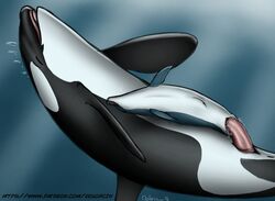 animal_genitalia anus bubble cetacean cum dolorcin duo female feral looking_pleasured male mammal mammary_slits marine open_mouth orca orgasm penetration size_difference stomach_bulge straight tongue underwater vaginal_penetration water whale