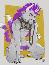 anthro anthro_only collar erection fur furry genitals grey_body grey_fur hair harness hi_res humanoid_genitalia humanoid_penis kneeling kurama_(kurama_the_fox) leash leash_in_mouth lion21 looking_at_viewer male male_only muscular object_in_mouth penis purple_eyes purple_hair simple_background slim solo tail tail_motion tailwag