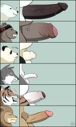 2025 3:5 angry anthro balls bear big_penis black_body black_nose blush brown_bear canid canine canis chart erection felid genitals giant_panda grizzly_(shirokuma_cafe) grizzly_bear hi_res kemono lion lion_(shirokuma_cafe) male mammal okami_(shirokuma_cafe) panda-kun pantherine penis penis_chart penis_size_difference polar_bear shinorokuma3579 shirokuma shirokuma_cafe small_penis tiger tora_(shirokuma_cafe) ursine watermark white_body wolf