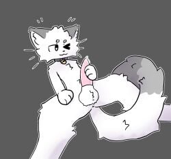 animal_genitalia anthro anus balls bell bell_collar bodily_fluids collar collar_only cum domestic_cat erection felid feline felis genital_fluids genitals grey_body hi_res lying male mammal mandiocatt masturbation nude on_back one_eye_closed penis sheath smile solo spread_legs spreading tail tuft whiskers white_body wink x_anus