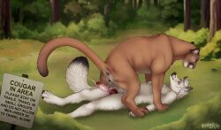 anatomically_correct anatomically_correct_genitalia anatomically_correct_pussy animal_genitalia animal_penis animal_pussy anthro anthro_on_feral anus bodily_fluids canid canine canine_genitalia canine_penis canis closed_eyes cougar cum cum_in_pussy cum_inside cum_on_penis dominant dominant_female dominant_feral duo felid feline feline_genitalia feline_pussy female female_on_top fenn.perrox feral feral_on_top forest fur genital_fluids genitals grin interspecies knot lying male male/female mammal nature on_back on_top penis pinned pinned_to_ground plant pull_out pussy sex sign smile submissive submissive_female tan_body tan_fur tree whiskers white_body white_fur wolf zoophilia