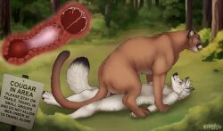 anatomically_correct anatomically_correct_genitalia anatomically_correct_pussy animal_genitalia animal_penis animal_pussy anthro anthro_on_feral anthro_penetrating anthro_penetrating_feral anus bodily_fluids canid canine canine_genitalia canine_penis canis cervical_contact cougar cum cum_in_uterus cum_inside cumshot dominant dominant_female dominant_feral duo ejaculation felid feline feline_genitalia feline_pussy female female_on_top fenn.perrox feral feral_on_top feral_penetrated forest fur genital_fluids genitals internal internal_vaginal interspecies knot knotting lying male male/female mammal nature on_back on_top penetration penis pinned pinned_to_ground plant pussy sex sign submissive submissive_female tan_body tan_fur tree uterus vaginal_knotting vaginal_penetration vaginal_penetration warning_sign whiskers white_body white_fur wolf zoophilia