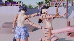 alex_(mrmeatlovers) animal_genitalia animal_penis anthro balls beach bell bell_collar big_balls big_penis bikini bikini_top blue_eyes blue_hair clothing collar digitigrade duo equine_genitalia equine_penis erection flaccid flag_bikini flag_swimwear fur furry genitals gynomorph hair huge_balls huge_cock hyper hyper_balls hyper_genitalia hyper_penis intersex julia_(mrmeatlovers) male mrmeatlovers orange_body orange_fur penis running sibling stripes swimwear tagme tail tiger twins two-piece_swimsuit vein veiny_penis video