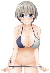 1girls big_breasts bikini blue_bikini blue_eyes blush breasts cleavage closed_mouth collarbone female female_only grey_hair halterneck hinata_masaki looking_at_viewer short_hair simple_background smile solo solo_female standing string_bikini swimsuit two-tone_bikini uzaki-chan_wa_asobitai! uzaki_hana white_background white_bikini