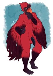 1boy 2016 anthro avian balls beak bird black_penis blush cardinal_(bird) crest cypress_(pjt) feathers flaccid hand_on_hip hi_res male male_only navel nude penis pose red_eyes red_feathers redpandacase solo standing tail_feathers wings