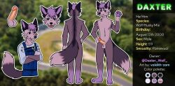 absurd_res anthro balls canid canine canis character_bio character_name character_stats color_swatch daxter_wolfsky_(d4xt3r) genitals hi_res hybrid male mammal model_sheet name_tag penis reference_image solo stats valdith_zam wolfdog