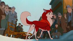 16:9 2016 anatomically_correct anatomically_correct_pussy animal_genitalia animal_pussy balto_(film) canine canine_pussy female feral feral_focus fur group hi_res husky jenna mammal presenting pussy sled solo_focus the_giant_hamster universal_studios