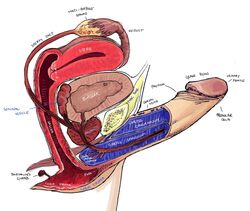 1boy 2014 anatomical_diagram anatomy balls bladder cervix cuntboy cuntboy_focus cuntboy_only cuntboy_sans_balls cuntboy_with_balls diagram educational erection full-package_cuntboy gonads herm hermaphrodite intersex kriscrash male male_focus male_only maleherm multi_genitalia penis prostate pussy reference_guide solo solo_focus text uterus vagina white_background x-ray