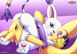 gatomon from digimon by digihentai