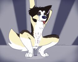 anthro anus canid canine canis collie crouching curled_tail dancing domestic_dog female genitals herding_dog hi_res looking_at_viewer mammal multi_nipple nipples pastoral_dog pole pole_dancing pussy sheepdog simple_background smile smirk solo tail tongue tongue_out vixeyhuskybutt_(artist)