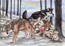 2016 anal anal_sex animal_genitalia animal_pussy balls canine canine_pussy cum double_penetration female feral feral_on_feral german_shepherd group group_sex knot knotting kola_(artist) male mammal outside penetration penis pussy sex snow straight vaginal_penetration wolf