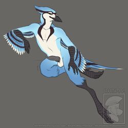 1boy 2016 anthro avian balls beak bird black_penis blue_feathers blue_jay condom corvid crest erection feathers green_eyes looking_at_viewer male male_only navel nude penis salun_(pjt) simple_background solo spartadog tail_feathers talons wearing_condom winged_arms wings