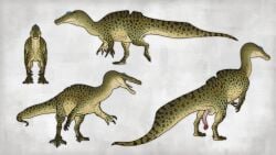 absurd_res animal_genitalia animal_penis cloaca dinosaur genitals hi_res icthyovenator male penis prehistoric_species reptile scalie spinosaurid technesaurus theropod
