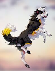 anus aseniyaaa balls border_collie canid canine canis collie domestic_dog feral fur genitals herding_dog hi_res jjcollie_(jj) knot male mammal multicolored_body multicolored_fur pastoral_dog pawpads paws penis pinup pose presenting sheepdog solo yellow_eyes