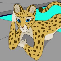 cheetah cheetah_girl day furry furry_female pool sfw