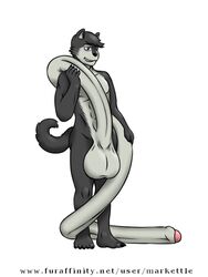 anthro balls big_balls canine canine huge_balls husky hyper hyper_balls hyper_penis long_penis male mammal markettle_(artist) penis solo tarko_(character) uncut