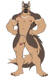 4_toes abs absurd_res accessory anthro athletic balls black_body canid canine canis cock_ring domestic_dog eye_scar facial_scar feet flaccid foreskin front_view genitals german_shepherd hands_on_hips herding_dog hi_res inuart2001 jewelry male mammal mouth_closed navel partially_retracted_foreskin pastoral_dog penis penis_accessory penis_jewelry scar simple_background solo standing toes vein veiny_penis white_background