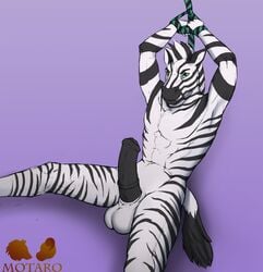 1boy 2016 animal_genitalia animal_penis anthro balls bondage bound clothing equine equine_penis erection fur hair horsecock male male_only mammal motaro_(artist) necktie nude penis simple_background solo stripes white_fur zebra