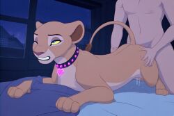 ai_generated anthro bedroom blue_eyes brown_body choker clenched_teeth disney feline female female_penetrated from_behind glowing hands_on_ass human lion male male/female male_penetrating male_penetrating_female nala night nude nude_female nude_male on_bed one_eye_closed penetration penetration_from_behind pleasure_face pussy quadruped rolling_eyes sex sex_from_behind the_lion_king yellow_sclera