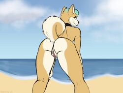 akane_(chilemeister) anthro ass beach blue_hair canid canine canis chilemeister domestic_dog female genitals hair hi_res highlights_(coloring) mammal presenting presenting_hindquarters presenting_pussy pussy shiba_inu solo spitz tongue tongue_out