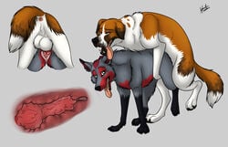 anatomically_correct animal_genitalia animal_penis animal_pussy backsack balls canine canine_pussy cum female feral fur hybernation internal knot knotting male mammal penis pussy saint_bernard sex simple_background straight tongue tongue_out