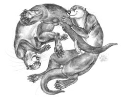 2009 5_fingers 5_toes animal_genitalia animal_penis anthro balls blotch duo erection feet fingers fur genitals male male/male mammal membrane_(anatomy) monochrome mustelid nude nude_anthro nude_male open_mouth otter penis penis_tip scratches_volume_3 sheath simple_background tail tail_grab toes traditional_media_(artwork) webbed_feet webbed_hands whiskers white_background