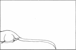 animated balls black_and_white duo eyes_closed feral feral_pred feral_prey genitals head_first larger_pred low_res male male/male male_pred male_prey mammal monochrome murid murine nude_pred nude_prey oral_vore rat reptile rodent scalie size_difference snake swallowing tail unwilling_prey urbanhermit vore willing_pred