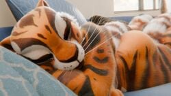 16:9 3d 3d_(artwork) 3d_animation anal anal_sex anal_vore animated anthro anus ass big_butt black_stripes canadian1579 digital_media_(artwork) duo emmieroo_(va) entrapment equid equine extreme_size_difference felid female female_pred fur genitals hair hi_res horse huge_filesize long_playtime male male/female mammal max_(canadian1579) micro nude orange_body pantherine penetration phosphorus_(va) picti_(modeler) raised_tail size_difference sound stripes tagme tail tammy_(canadian1579) tiger untied_verbeger video voice_acted vore widescreen yellow_body