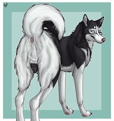 2016 anatomically_correct animal_genitalia animal_pussy anus ass canine canine canine_pussy female feral fur husky hybernation mammal pussy simple_background solo