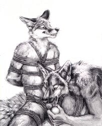 2015 animal_genitalia animal_penis anthro balls bondage bound canine canine_penis fox german_shepherd kenket knot male mammal monochrome oral penis rope rope_bondage rope_harness sketch yaoi