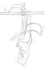 anal anatomically_correct canine cheese female feral fox fur furry_ears furry_tail highres mammal mouse mouse_trap pussy rat rodent simple_background sketch sqrl suspension tail torture white_background