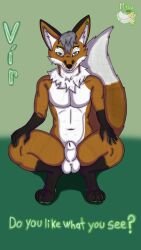 9:16 absurd_res animal_genitalia anthro balls canid canine fox genitals hi_res male mammal mitsuthesune nude piercing red_fox sheath true_fox vir_the_fox