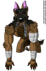 1boy alpha_channel anthro balls bandage biceps canine collar erection fur german_shepherd humanoid_penis jenklinbullterrier_(artist) leash male male_only mammal muscular nude penis petplay puppyplay roleplay simple_background solo transparent_background