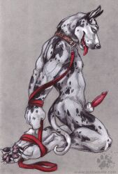 2007 animal_genitalia animal_penis anthro blotch bodily_fluids bondage bound brown_collar canid canine canine_genitalia canine_penis canis collar detached_sheath domestic_dog erection feet genital_fluids genitals great_dane hands_behind_back hi_res hindpaw knot knot_in_sheath leash looking_at_viewer male mammal mastiff molosser paws penis petplay precum puppyplay roleplay scratches_volume_1 sheath simple_background solo submissive submissive_male tail textured_background tongue tongue_out traditional_media_(artwork)