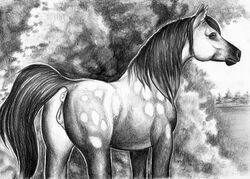 anatomically_correct anatomically_correct_pussy anus cardinalfluffington equine female feral greyscale horse mammal mane monochrome pencil_(artwork) pointy_ears puffy_anus pussy quadruped solo traditional_media_(artwork)