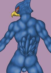 1boy ass avian balls falco_lombardi male male_only muscular nintendo solo star_fox thevillager video_games