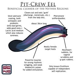 cleaner cleaner_fish dckiq diagram eel erotiform erotiform_(dckiq) explanation fish lore lore_explanation pit-crew_eel pit-crew_eel_(dckiq) text text_heavy